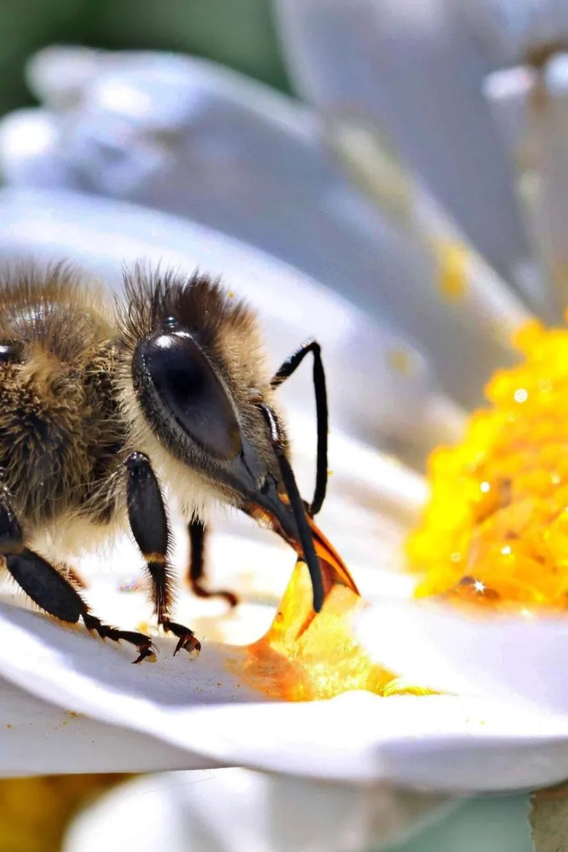 რატომ არ უნდა მოკლათ
გერმანიაში კრაზანა და
ფუტკარი?