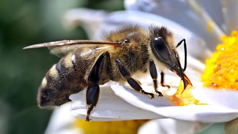 რატომ არ უნდა მოკლათ
გერმანიაში კრაზანა და
ფუტკარი?