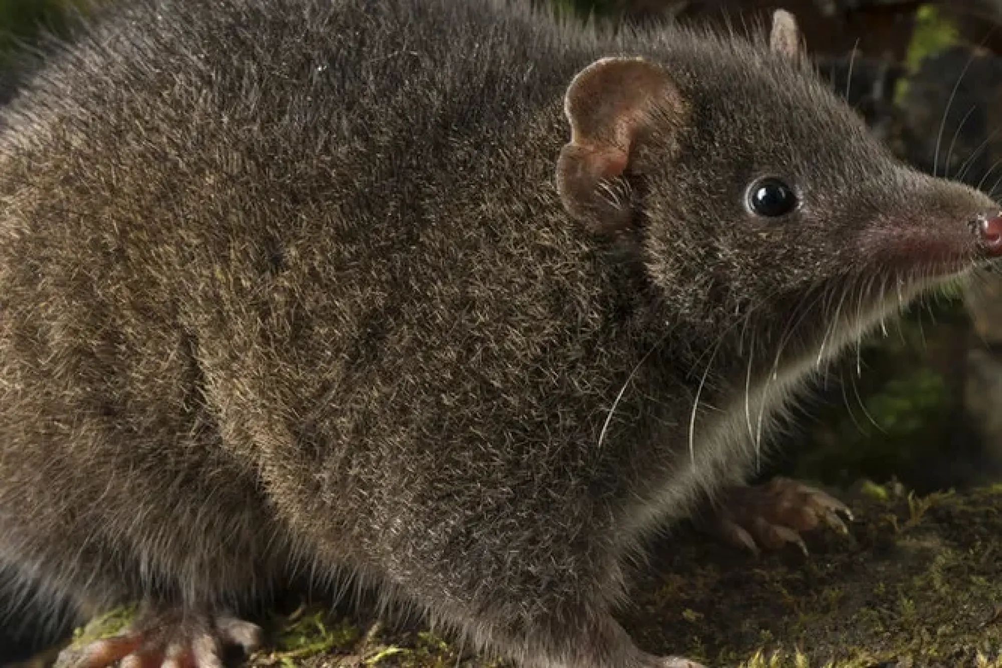 Почему сумчатые сохранились в австралии. Сумчатый Крот. Сумчатая мышь. Сумчатый Крот (Notoryctes Typhlops). Сумчатая мышь Австралии.