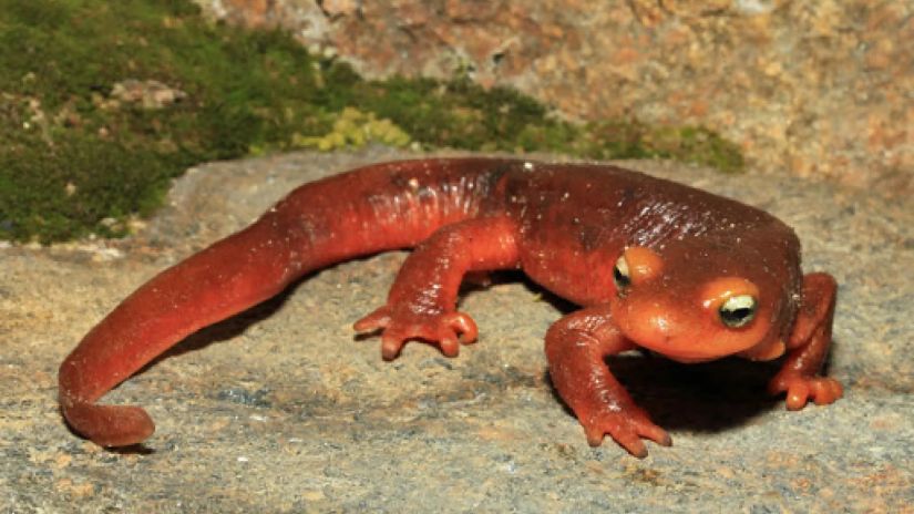 ტრიტონი