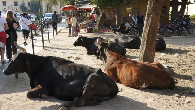 რატომ არის ძროხა წმინდა
ცხოველი ინდოეთში