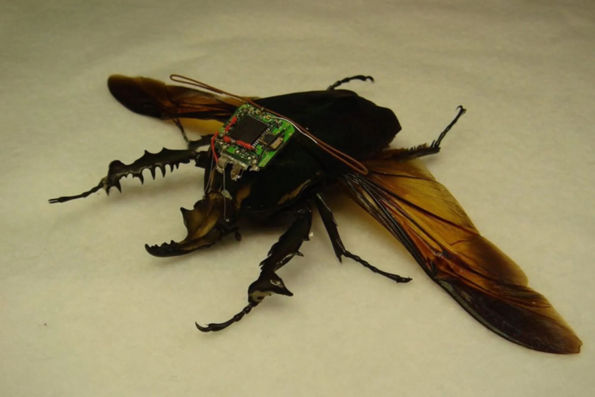 Поставь жуки 3. Огромное насекомое с крыльями. Боевые насекомые. Энтомологическое оружие. Насекомые киборги.