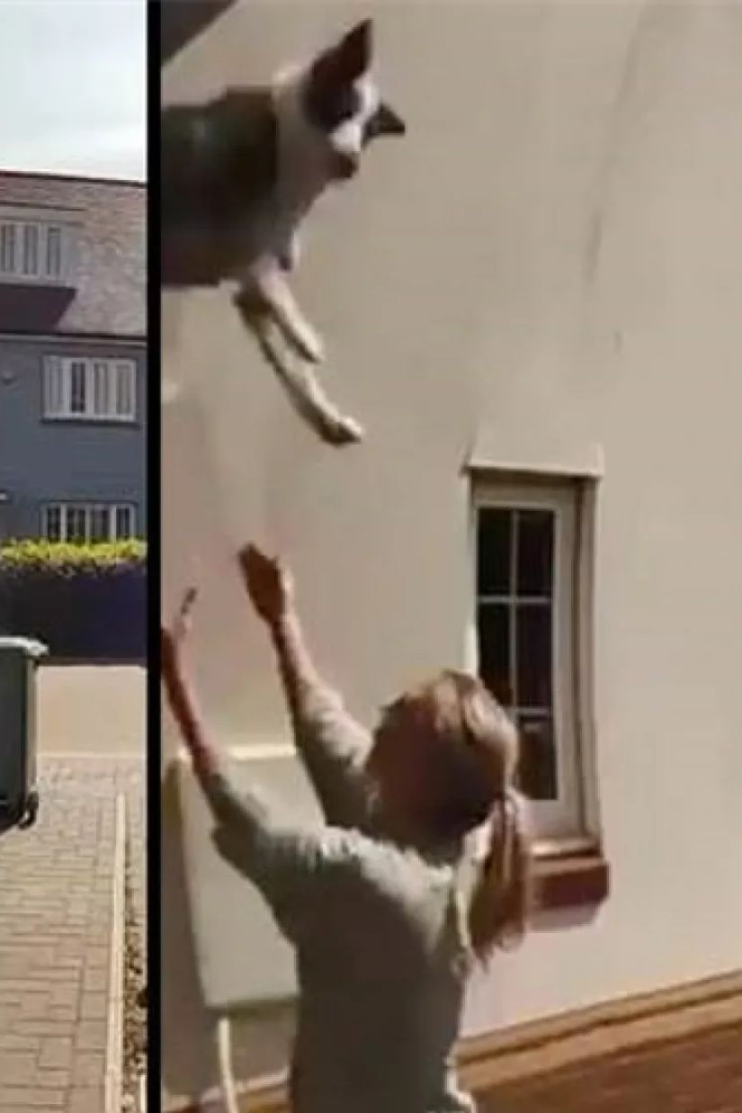 ქალმა ფანჯრიდან
გადავარდნილი ძაღლი
დაიჭირა