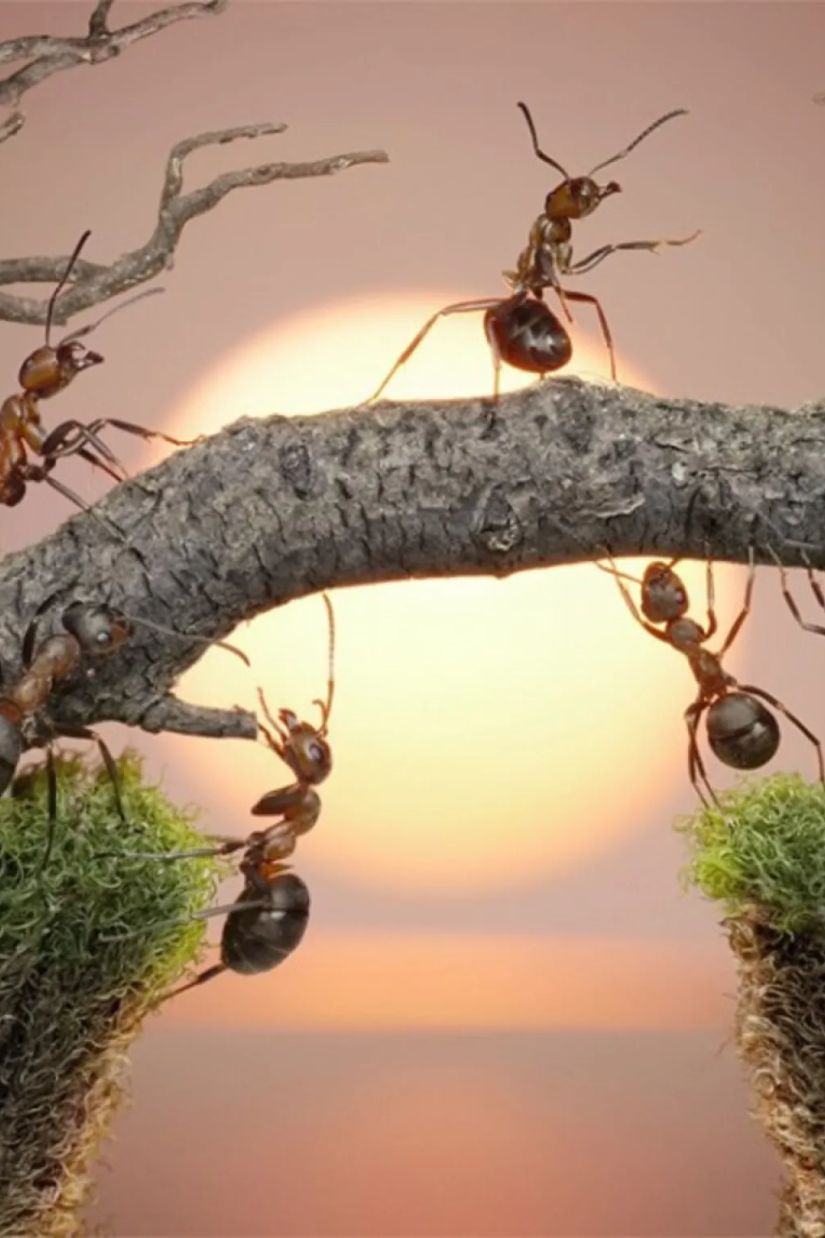 ჭიანჭველების ცხოვრება