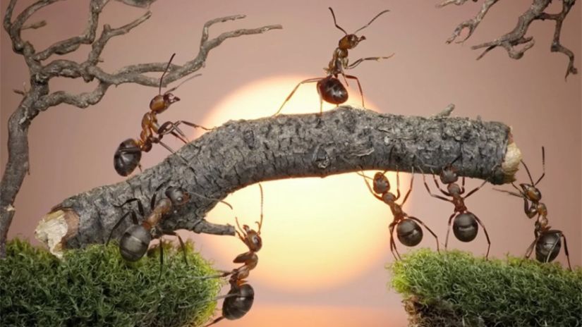 ჭიანჭველების ცხოვრება