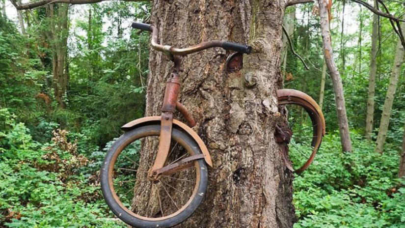 ხეში ჩაზრდილი
ველოსიპედის ამბავი