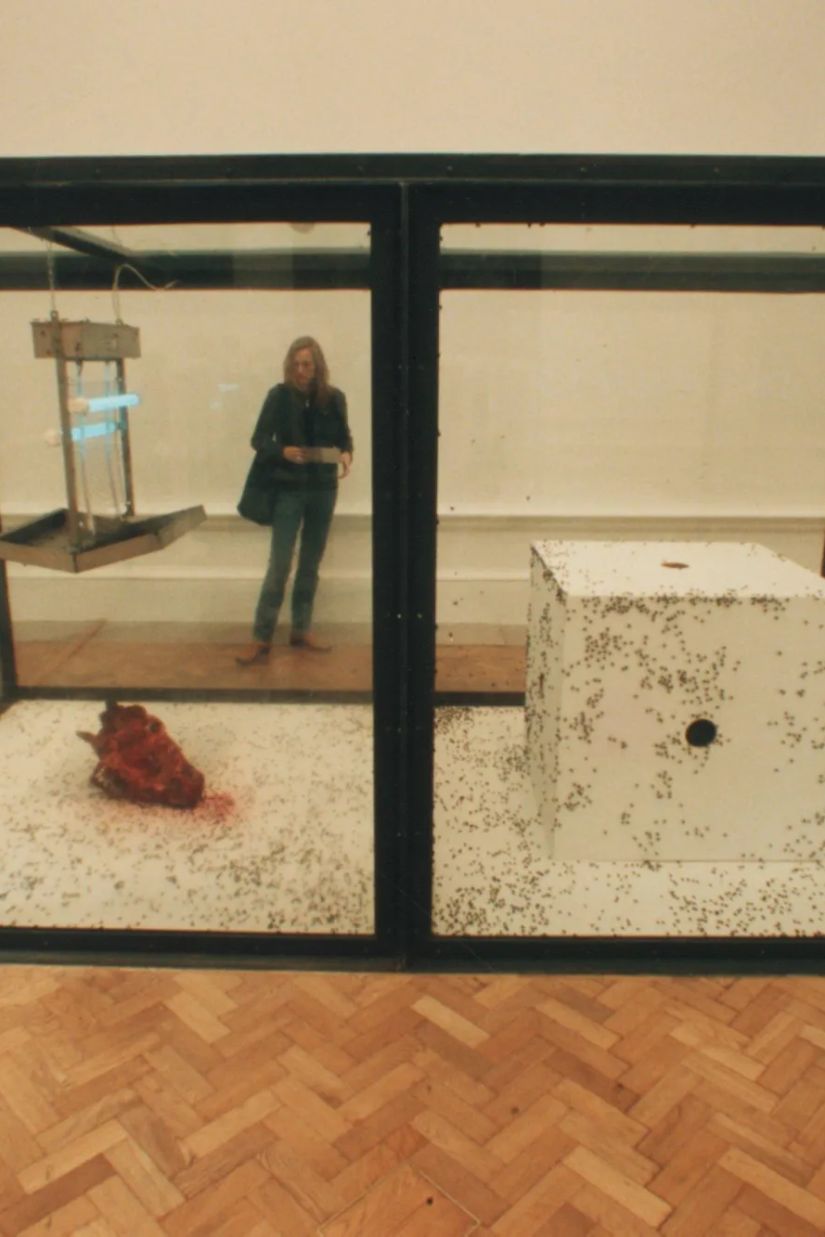 ვოლფსბურგის მუზეუმში -
არტ-ინსტალაცია
მომაკვდავი ბუზებით