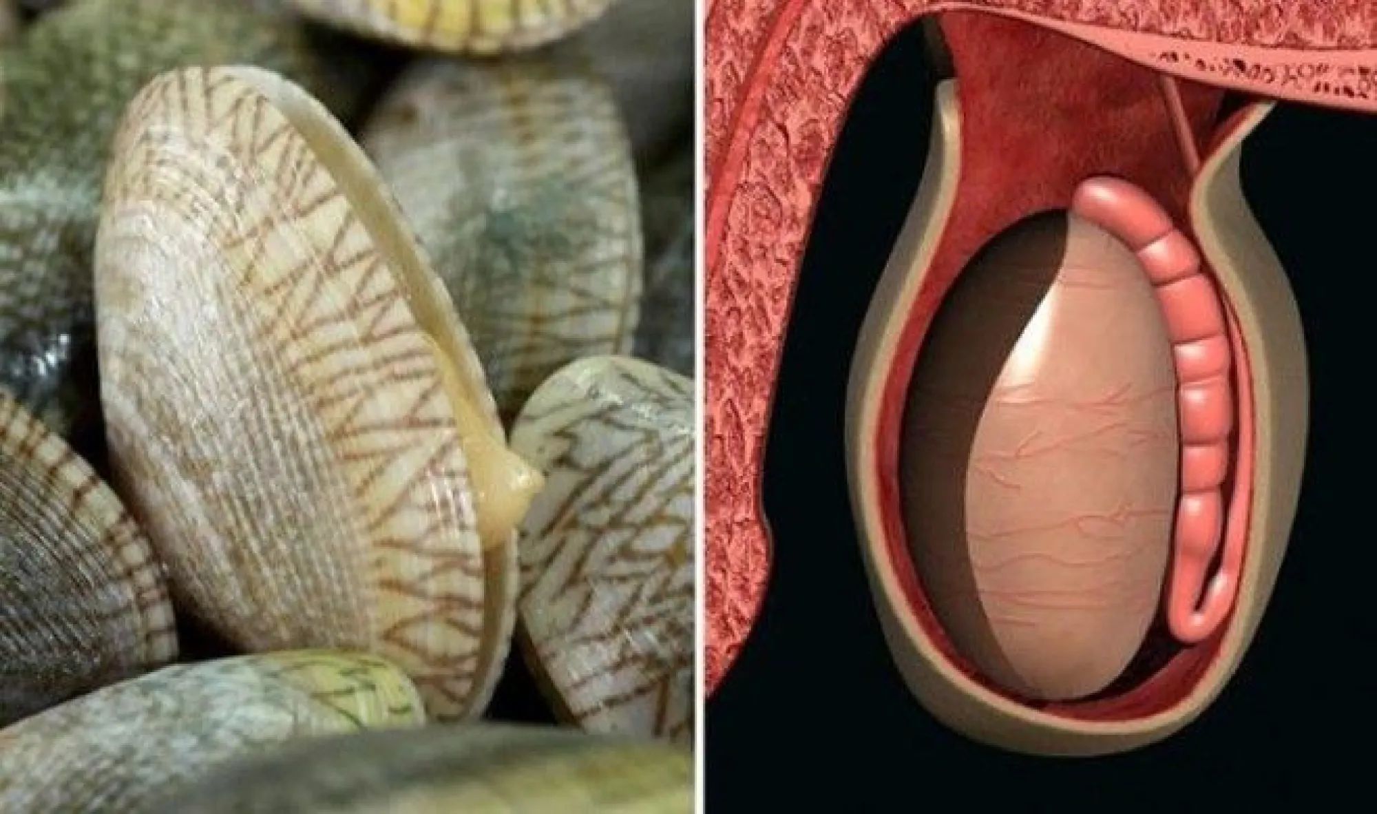Яичко в разрезе. Фрукты похожие на половые органы. Фрукты и овощи похожие на органы. Фрукт похожий на женские органы. Фрукты похожие на органы человека.