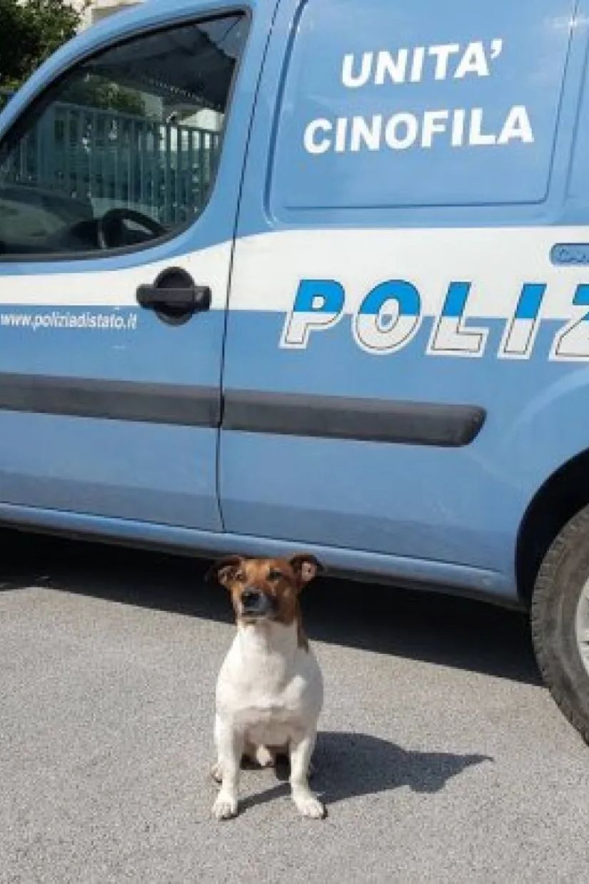 იტალიურმა ნარკომაფიამ
პოლიციის ძაღლს ომი
გამოუცხადა