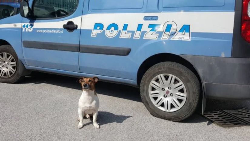 იტალიურმა ნარკომაფიამ
პოლიციის ძაღლს ომი
გამოუცხადა