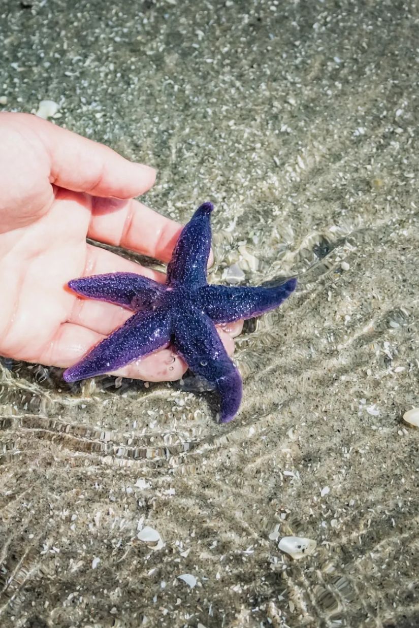 სად აქვს ზღვის ვარსკვლავს
თავი?
