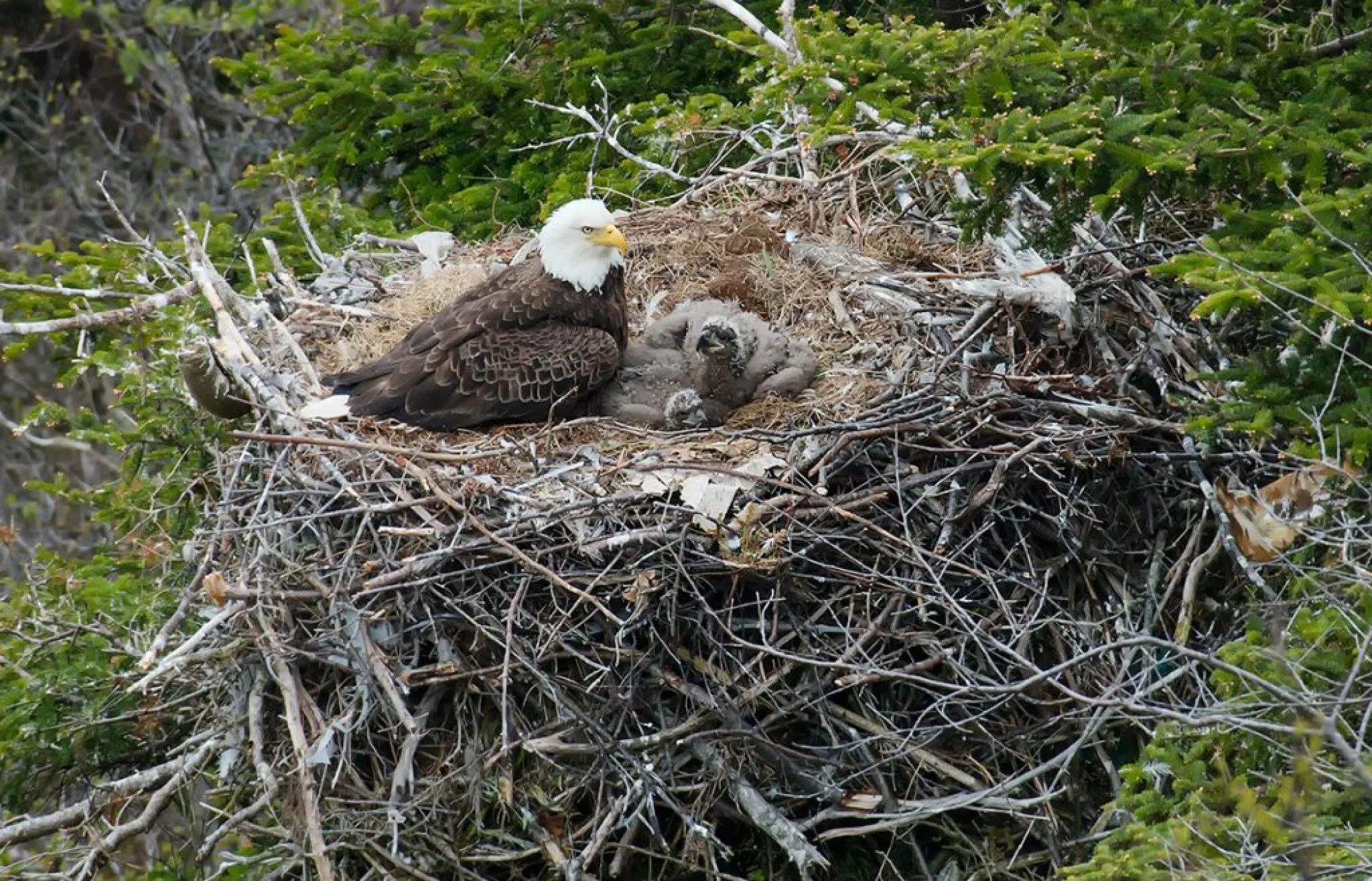 Самое большое гнездо у орла. Гнездо белоголового орлана. Белоголовый Орлан птенец. Орлан белохвост птенцы. Гнездо Беркута.