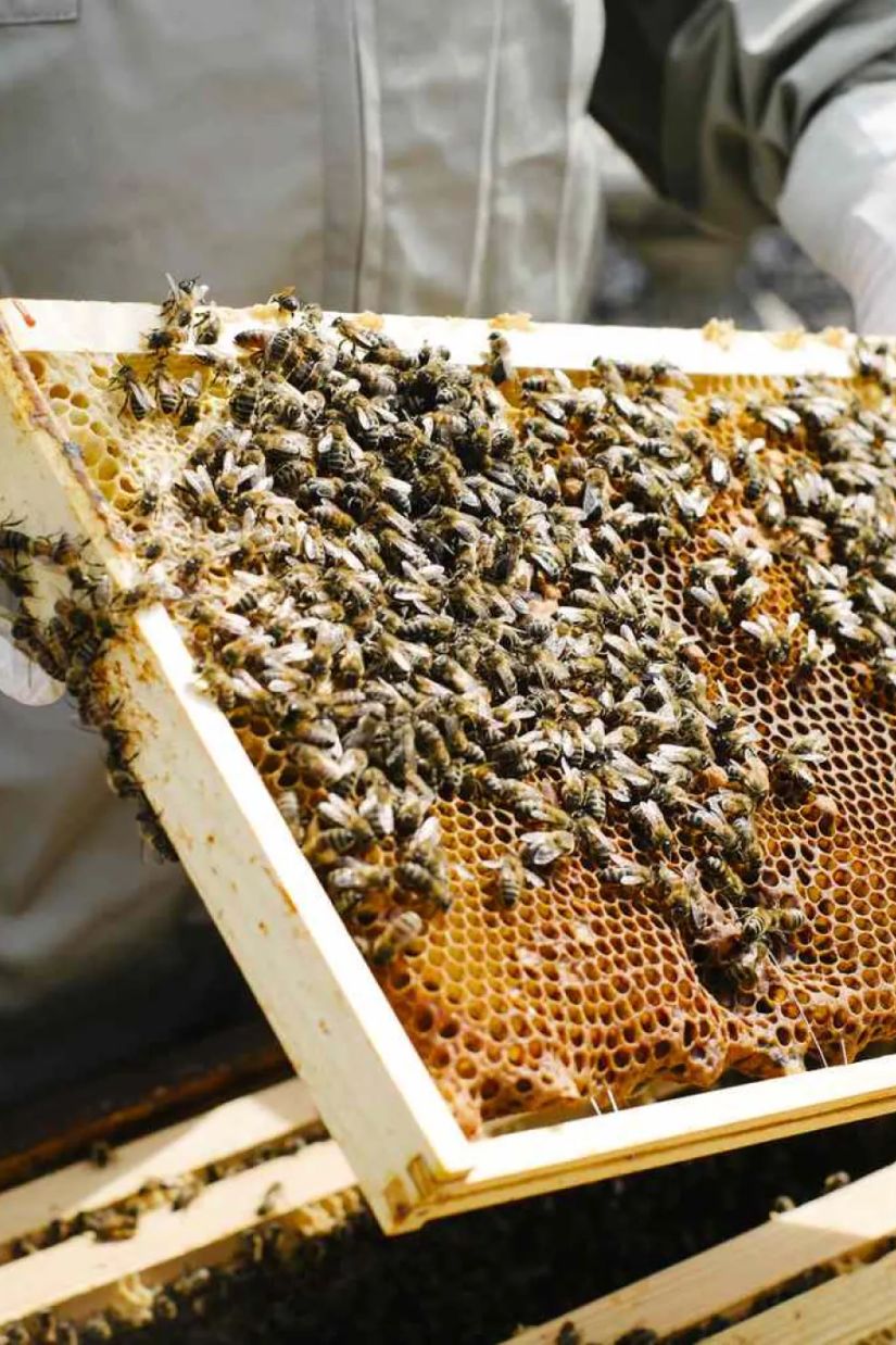 454 გრ თაფლის საწარმოებლად
ფუტკრის ოჯახი 88 500 კმ-ს
გადის