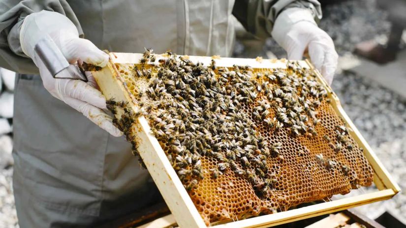 454 გრ თაფლის საწარმოებლად
ფუტკრის ოჯახი 88 500 კმ-ს
გადის