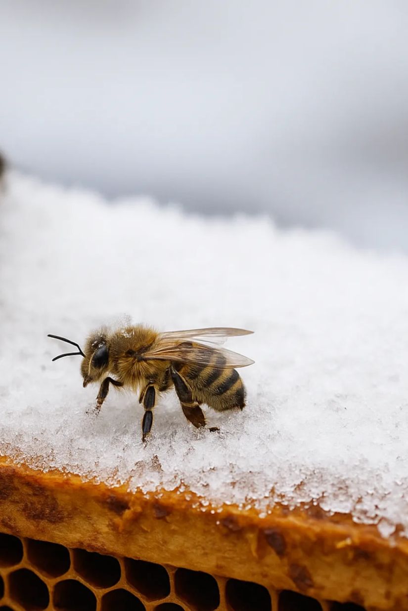 როგორ იზამთრებენ
ფუტკრები?