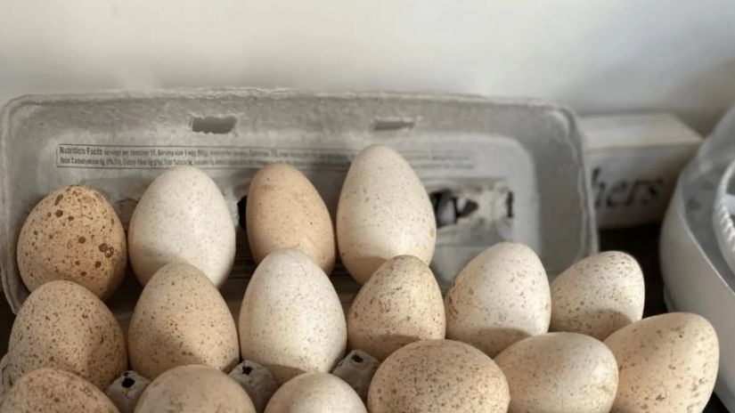 ინდაურის კვერცხი