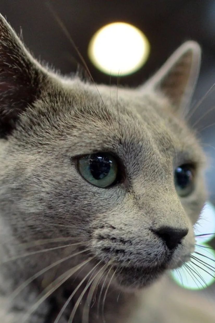 მსოფლიოში ყველაზე ლამაზი
კატა გამოავლინეს