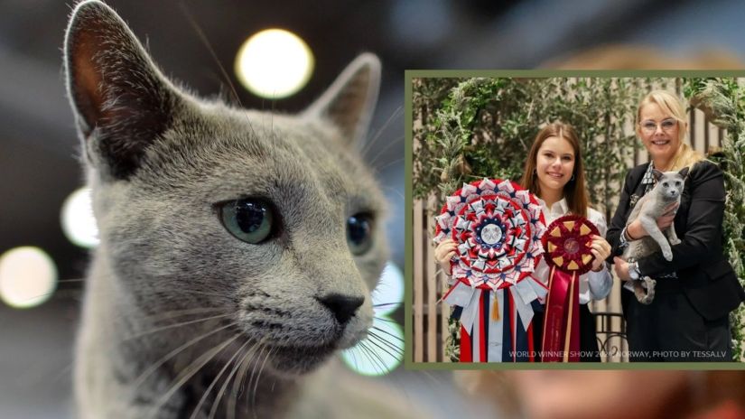 მსოფლიოში ყველაზე ლამაზი
კატა გამოავლინეს