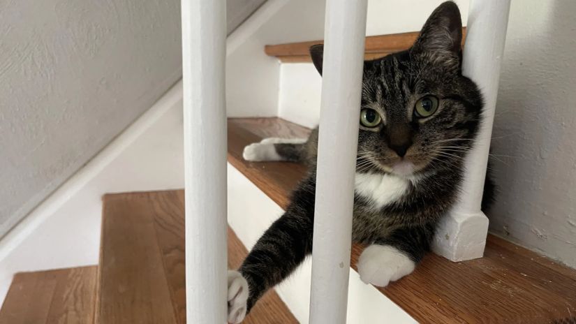 მარტივი ჩვევა, რომელიც
სიცოცხლეს ახანგრძლივებს