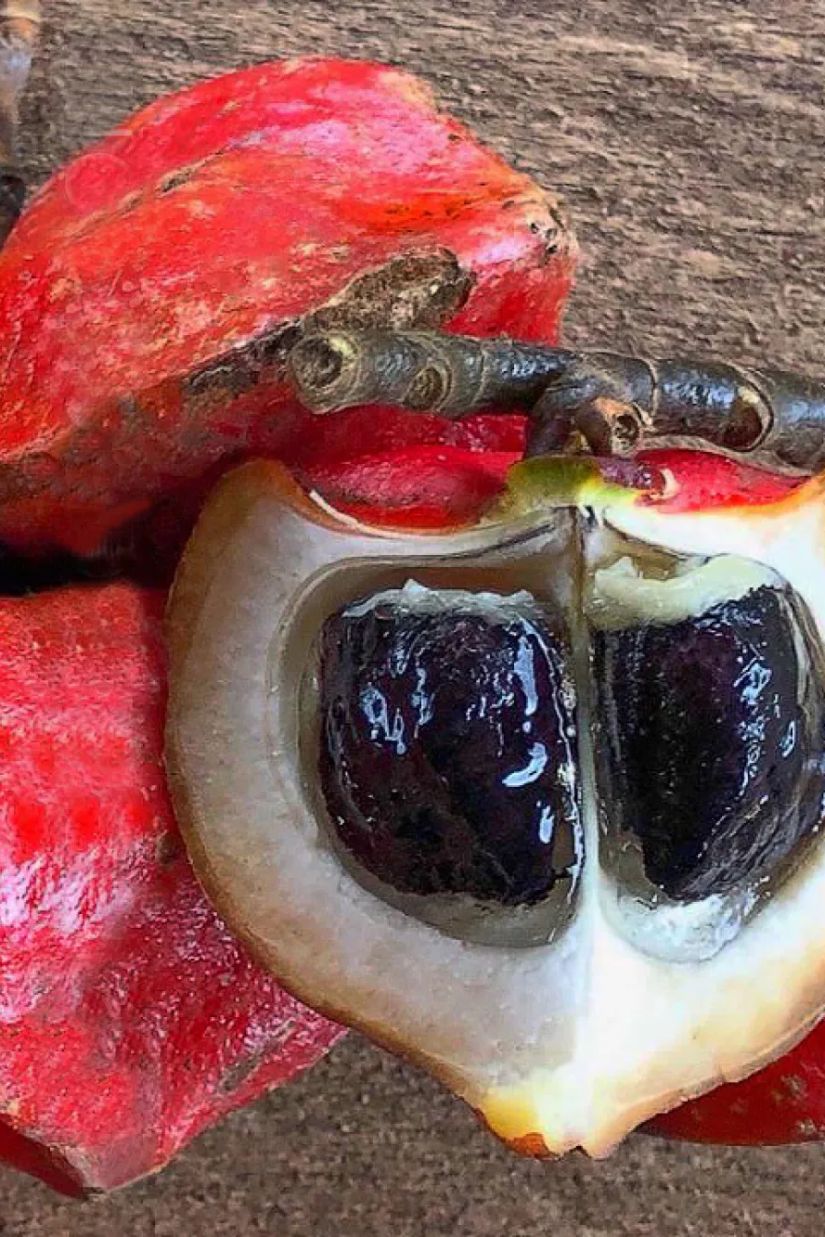 მსოფლიოში ყველაზე ტკბილი
ხილი - ტაუმატოკოკუ