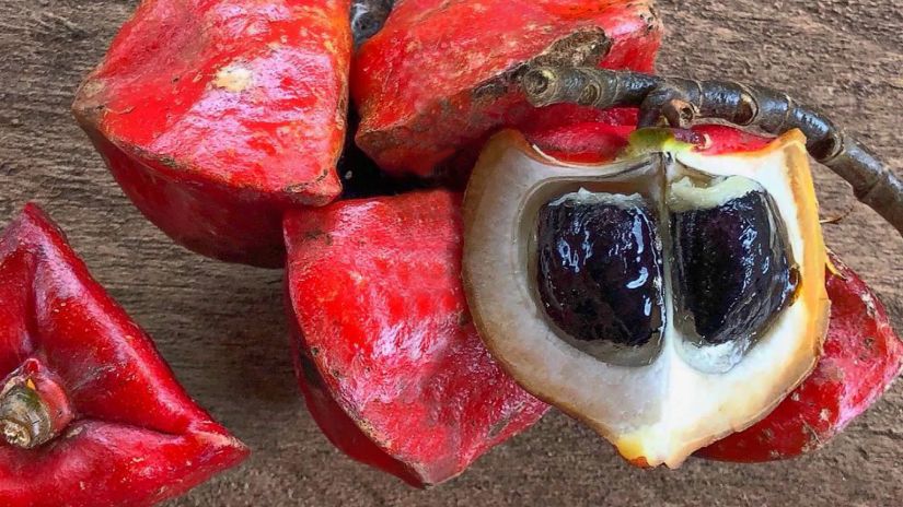 მსოფლიოში ყველაზე ტკბილი
ხილი - ტაუმატოკოკუ