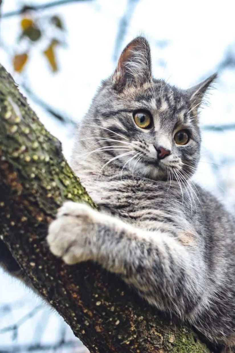 რატომ უჭირს კატას ხიდან
ჩამოსვლა