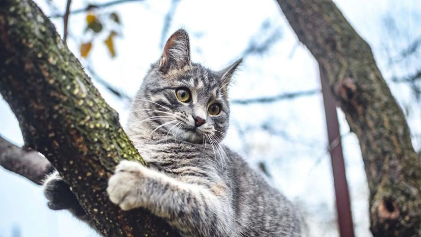 რატომ უჭირს კატას ხიდან
ჩამოსვლა