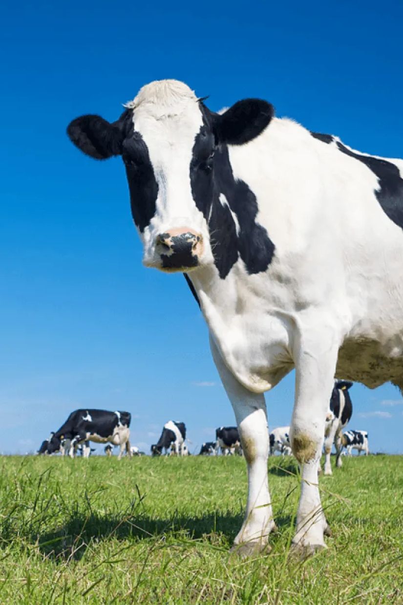 ძროხა, რომელსაც სახელი
აქვს, მეტს იწველება