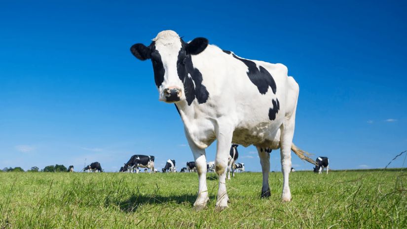 ძროხა, რომელსაც სახელი
აქვს, მეტს იწველება