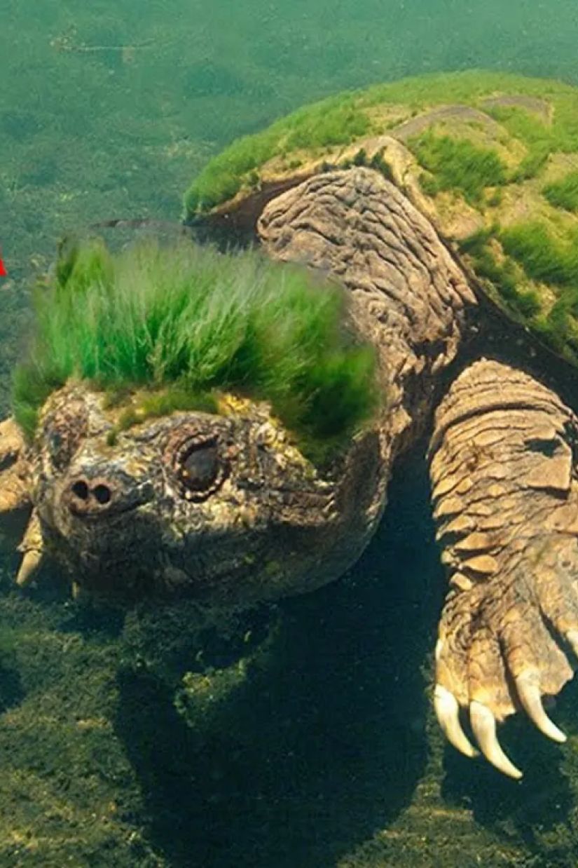 ბანჯგვლიანი კუ