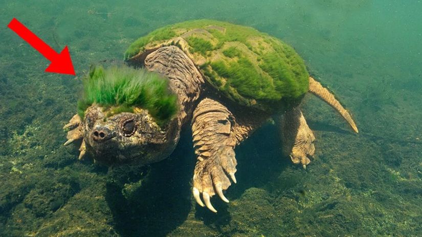 ბანჯგვლიანი კუ