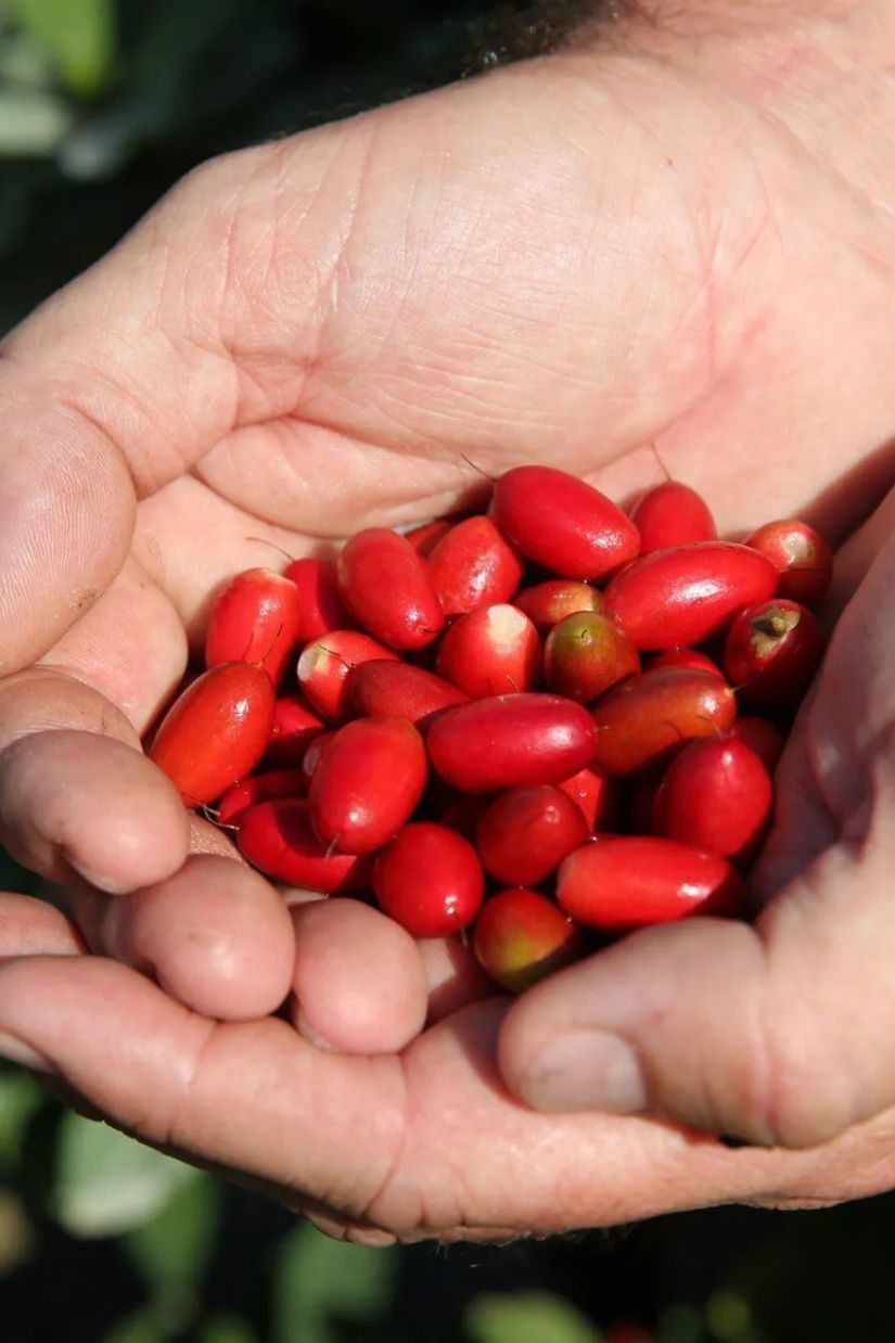 ტკბილი პუტერია -
სასწაულმოქმედი კენკრა!