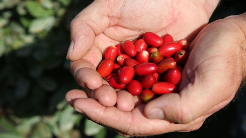 ტკბილი პუტერია -
სასწაულმოქმედი კენკრა!