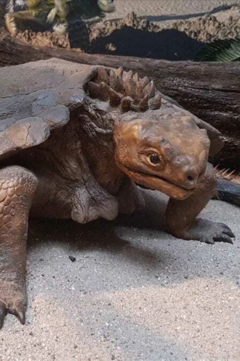 კუ - ევოლუციის საოცრება