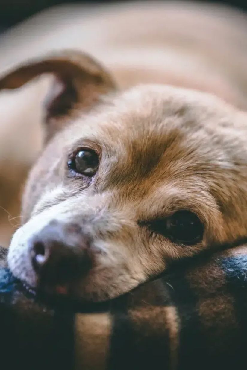 შვებულება ავად გამხდარი
შინაური ცხოველის
მოსავლელად