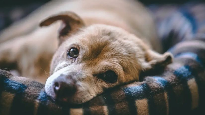 შვებულება ავად გამხდარი
შინაური ცხოველის
მოსავლელად