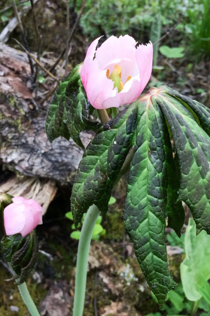 Podophyllum