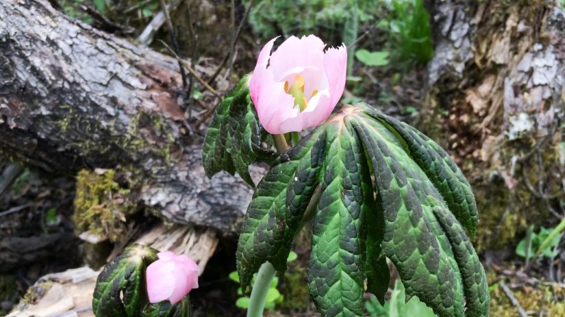 Podophyllum